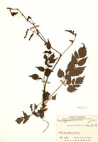 藏品(阿里山落新婦)的圖片